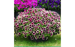 Петуния Cascadias Rim Magenta