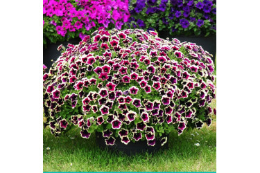 Петуния Cascadias Rim Magenta