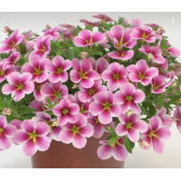 Калибрахоа RAVE PINK BARBADOS