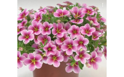 Калибрахоа RAVE PINK BARBADOS