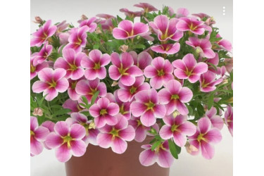 Калибрахоа RAVE PINK BARBADOS