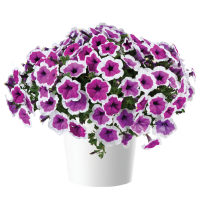 Петуния Cascadias RIMarkable