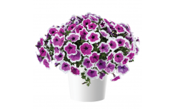 Петуния Cascadias RIMarkable Петуния Cascadias RIMarkable