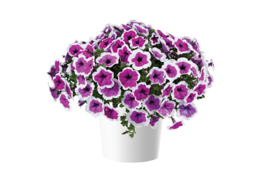 Петуния Cascadias RIMarkable