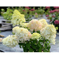 Гортензия метельчатая Роял Фловер (Royal Flower)