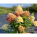 Гортензия метельчатая Роял Фловер (Royal Flower)