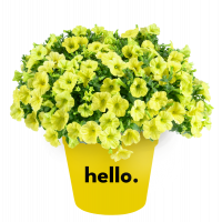 Петуния Capella Hello Sunshine Петуния Capella Hello Sunshine