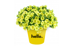 Петуния Capella Hello Sunshine