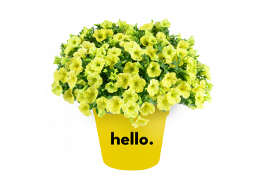 Петуния Capella Hello Sunshine