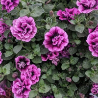 Петуния SWEETSUNSHINE COMPACT HOT PINK VEINS Петуния SWEETSUNSHINE COMPACT HOT PINK VEINS