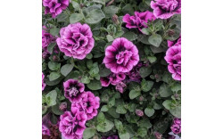 Петуния SWEETSUNSHINE COMPACT HOT PINK VEINS