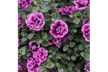 Петуния SWEETSUNSHINE COMPACT HOT PINK VEINS