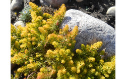 Очиток (Седум) отогнутый Angelina (Sedum rupestre Angelina)