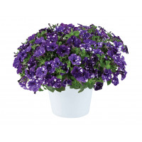 Петуния SPLASH DANCE BOLERO BLUE Петуния SPLASH DANCE BOLERO BLUE