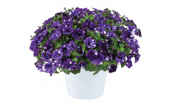 Петуния SPLASH DANCE BOLERO BLUE