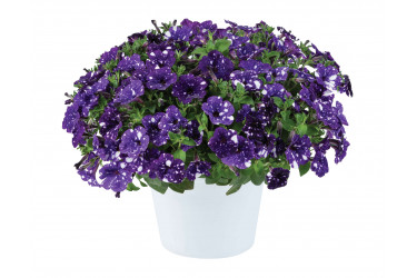 Петуния SPLASH DANCE BOLERO BLUE