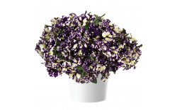 Петуния Splash Dance Violet Vogue