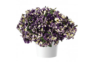 Петуния Splash Dance Violet Vogue