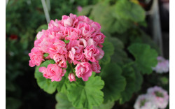 Пеларгония розебудная Swanland Pink/Australian Pink Rosebud