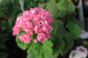 Пеларгония розебудная Swanland Pink/Australian Pink Rosebud