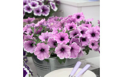 Петуния Famous Lavender Blush