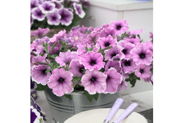 Петуния Famous Lavender Blush