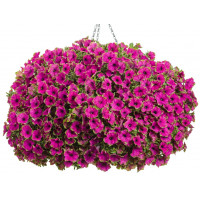 Петуния Cascadias Pitaya