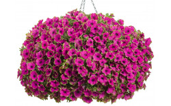 Петуния Cascadias Pitaya