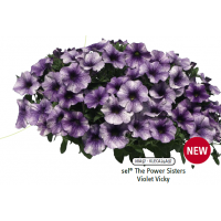 Петхоа The Power Sisters Violet Vicky