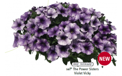 Петхоа The Power Sisters Violet Vicky