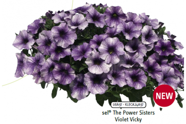 Петхоа The Power Sisters Violet Vicky