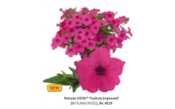 Петуния Vista Fuchsia Improved