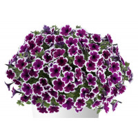 Петуния CAPELLA Rim Raspberry