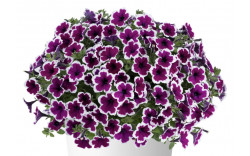 Петуния CAPELLA Rim Raspberry