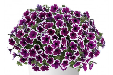 Петуния CAPELLA Rim Raspberry