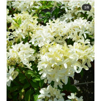 Гортензия метельчатая Star Rose
