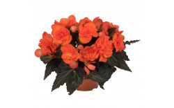 Бегония I CONIA Portofino Orange