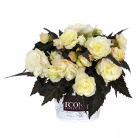 Бегония I CONIA Bacio White