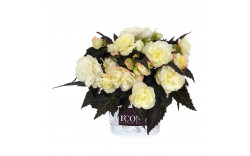 Бегония I CONIA Bacio White