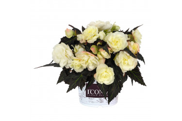 Бегония I CONIA Bacio White