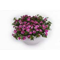 Калибрахоа Celebration Double Pink-a-dot