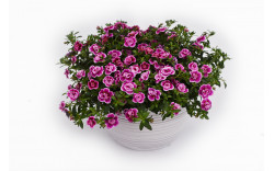 Калибрахоа Celebration Double Pink-a-dot