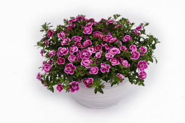 Калибрахоа Celebration Double Pink-a-dot