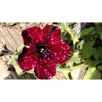 Петуния ALPETUNIA BURGUNDY SKY