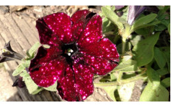 Петуния ALPETUNIA BURGUNDY SKY