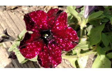Петуния ALPETUNIA BURGUNDY SKY