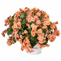 Бегония BK COLLECTION ESMAY PEACH