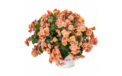 Бегония BK COLLECTION ESMAY PEACH