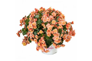 Бегония BK COLLECTION ESMAY PEACH