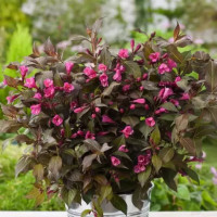 Вейгела цветущая Нана Пурпуреа (Weigela florida Nana Purpurea)